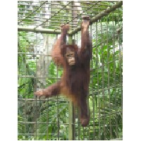 baby Orang utan-600.jpg